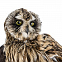 Настенное чучело птицы "Сова болотная", фотография 4. Интернет-магазин ЛАВКА ПОДАРКОВ