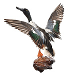 /УПРВ-селезень Чучело "Широконоска. Селезень" настенное