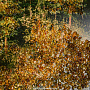 Янтарная картина "Осень в горах" 102х66 см, фотография 3. Интернет-магазин ЛАВКА ПОДАРКОВ