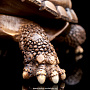 Шкатулка для драгоценностей "Черепаха", фотография 6. Интернет-магазин ЛАВКА ПОДАРКОВ