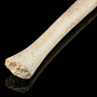 Чукотская булава из кости моржа, фотография 3. Интернет-магазин ЛАВКА ПОДАРКОВ