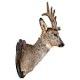Чучело настенное "Голова косули", фотография 3. Интернет-магазин ЛАВКА ПОДАРКОВ