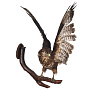 Таксидермия. Чучело настенное "Канюк обыкновенный", фотография 2. Интернет-магазин ЛАВКА ПОДАРКОВ