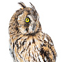 Чучело настольное "Сова ушастая", фотография 6. Интернет-магазин ЛАВКА ПОДАРКОВ