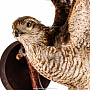 Чучело птицы "Копчик с раскрытыми крыльями", фотография 4. Интернет-магазин ЛАВКА ПОДАРКОВ