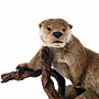 Чучело настольное "Выдра", фотография 3. Интернет-магазин ЛАВКА ПОДАРКОВ