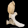Скульптура из кости кита "Филин", фотография 3. Интернет-магазин ЛАВКА ПОДАРКОВ