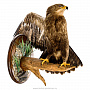 Чучело птицы "Степной орел", фотография 2. Интернет-магазин ЛАВКА ПОДАРКОВ