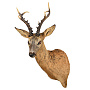Чучело настенное "Голова косули", фотография 4. Интернет-магазин ЛАВКА ПОДАРКОВ