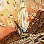 Картина янтарная "Шторм" 80х60 см, фотография 7. Интернет-магазин ЛАВКА ПОДАРКОВ