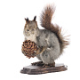 Чучело настольное "Белка с шишкой", фотография 5. Интернет-магазин ЛАВКА ПОДАРКОВ