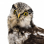 Настенное чучело птицы "Сова", фотография 2. Интернет-магазин ЛАВКА ПОДАРКОВ