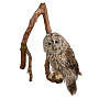 Чучело настенное "Сова уральская", фотография 4. Интернет-магазин ЛАВКА ПОДАРКОВ