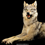 Чучело волка  "Волк Акела", фотография 1. Интернет-магазин ЛАВКА ПОДАРКОВ
