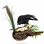 Чучело настенное "Ворон на черепе", фотография 1. Интернет-магазин ЛАВКА ПОДАРКОВ