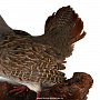 Чучело птицы "Куропатка" настенное, фотография 2. Интернет-магазин ЛАВКА ПОДАРКОВ