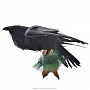 Чучело птицы ворона, фотография 1. Интернет-магазин ЛАВКА ПОДАРКОВ