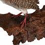 Чучело птицы "Куропатка" настенное, фотография 3. Интернет-магазин ЛАВКА ПОДАРКОВ