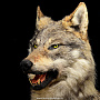 Чучело волка  "Волк Акела", фотография 3. Интернет-магазин ЛАВКА ПОДАРКОВ