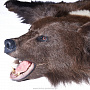 Ковер из шкуры бурого медведя, фотография 5. Интернет-магазин ЛАВКА ПОДАРКОВ