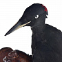 Чучело птицы настенное "Черный дятел", фотография 1. Интернет-магазин ЛАВКА ПОДАРКОВ