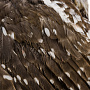 Настенное чучело птицы "Сова", фотография 8. Интернет-магазин ЛАВКА ПОДАРКОВ