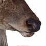 Настенное чучело "Голова пятнистого оленя", фотография 5. Интернет-магазин ЛАВКА ПОДАРКОВ