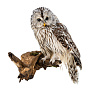 Чучело настенное "Сова уральская неясыть", фотография 1. Интернет-магазин ЛАВКА ПОДАРКОВ