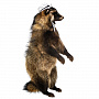 Чучело "Енот-джентльмен", фотография 2. Интернет-магазин ЛАВКА ПОДАРКОВ