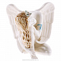 Керамическая статуэтка "Ангел", фотография 2. Интернет-магазин ЛАВКА ПОДАРКОВ