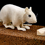 Скульптура из кости "Мышь на хлебе". Кость мамонта, рог лося, фотография 4. Интернет-магазин ЛАВКА ПОДАРКОВ