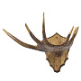 Таксидермия. Рога лося под вешалку на медальоне, фотография 2. Интернет-магазин ЛАВКА ПОДАРКОВ