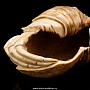 Скульптура из кости "Краб" (ухо кита), фотография 4. Интернет-магазин ЛАВКА ПОДАРКОВ
