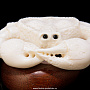 Скульптура из клыка моржа "Краб", фотография 4. Интернет-магазин ЛАВКА ПОДАРКОВ