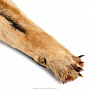 Шкура волка на подкладке, фотография 4. Интернет-магазин ЛАВКА ПОДАРКОВ