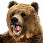 Настенное чучело "Медведь", фотография 3. Интернет-магазин ЛАВКА ПОДАРКОВ