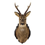 Чучело настенное "Голова косули", фотография 2. Интернет-магазин ЛАВКА ПОДАРКОВ