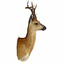 Чучело настенное "Голова косули", фотография 2. Интернет-магазин ЛАВКА ПОДАРКОВ