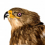 Чучело птицы "Степной орел", фотография 6. Интернет-магазин ЛАВКА ПОДАРКОВ