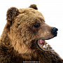 Настенное чучело "Медведь", фотография 7. Интернет-магазин ЛАВКА ПОДАРКОВ